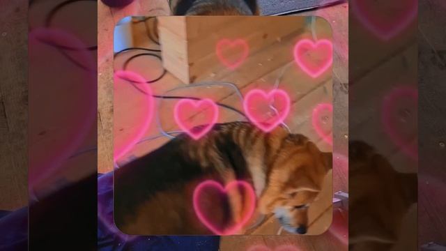 1000057045.mp4 (Собака наблюдает за устройством лестницы на 2-ой этаж в доме А-фрейм)