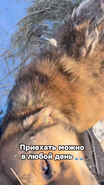 -236345067_456239037.mp4