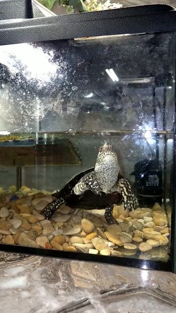 Аха готовит шашлыки