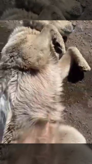 ОЧЕНЬ СИЛЬНО ИЗМОЖДЕНА ‼️Наро-Фоминский р-н Таширово‼️ 
прибилась/потерялась/выкинули белую девочку…