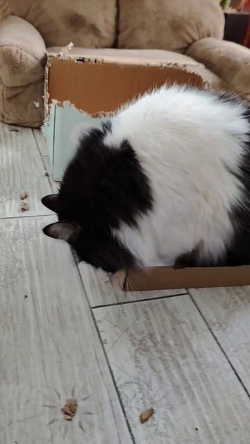 Бензопила Мурррр работает профессионал #кот #коробка #бензопила #прикол