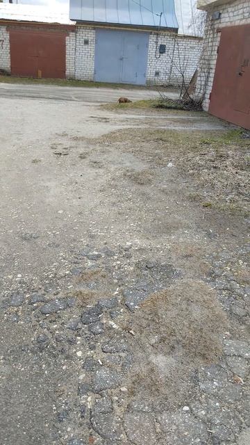 Такса пробежала.