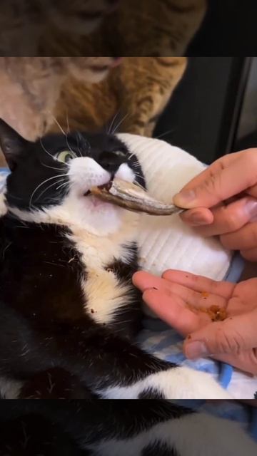 Положите рыбку в рыбко-приёмник