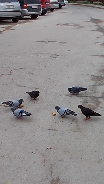 VID_20260422_065040.mp4