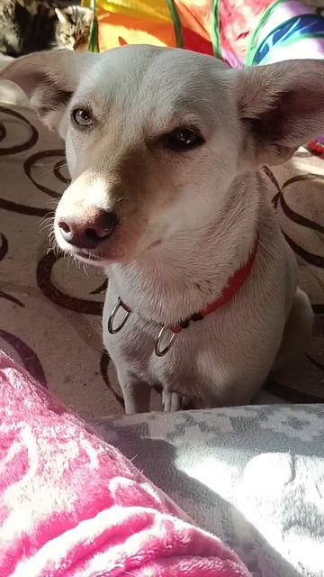 ДОБРОЕ УТРЕЧКО!☀️🌿🌷😻🐶