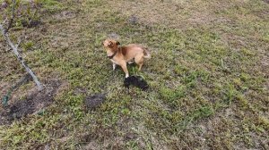 23-25 апреля 2026г. Взошел зайцехвост и последняя хоста.А я все еще кошу)