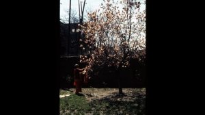 Интервью О Сознании Кришны