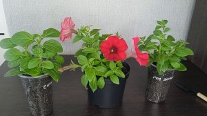 Уход за рассадой петунии до высадки в ог.25.04.2026