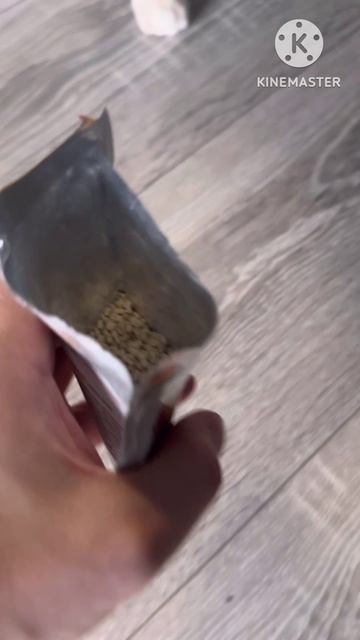 Кот нюхал кисель