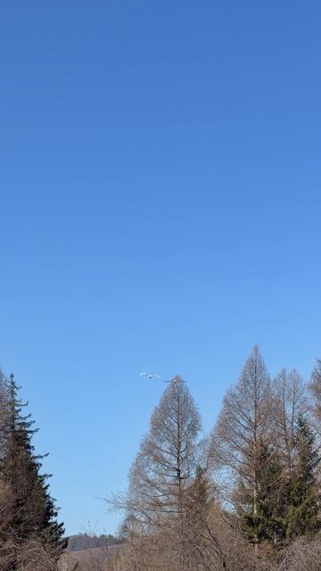 Все таки пара они… Лебеди… Не потерялся второй…