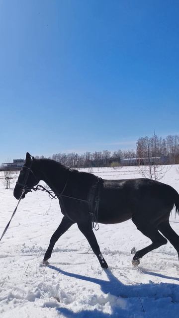 Оксана Новикова и Дольче Вита, снова весенний снег.