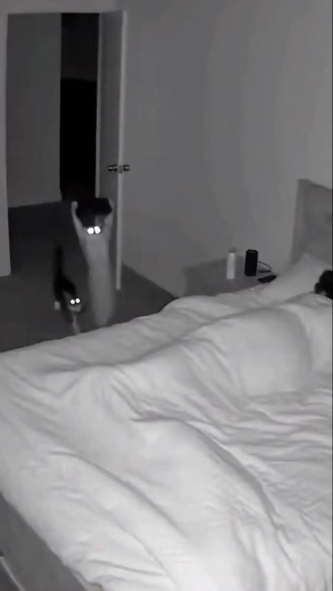 Хозяйка, вставай!