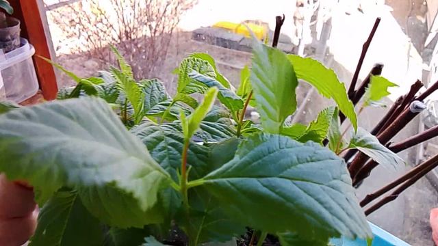 Сеянцы абрикоса, персика, яблонь и груш. 25.04.2026г.