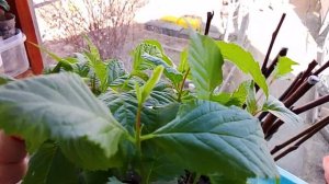 Сеянцы абрикоса, персика, яблонь и груш. 25.04.2026г.