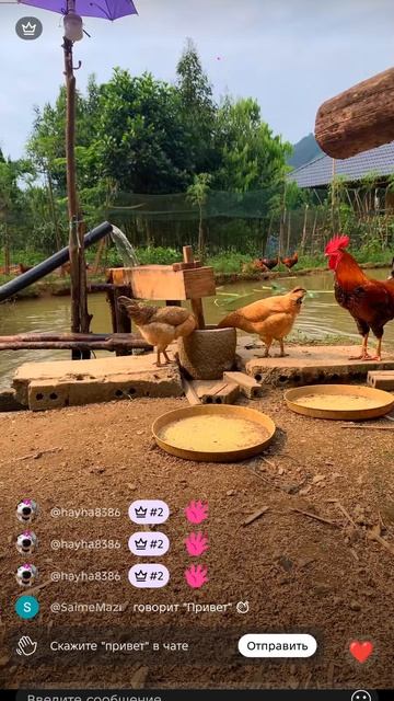 много куриц и петух апасано радио много кушают страх самый 0:06 секунд 67 работа страх 67+ возраст