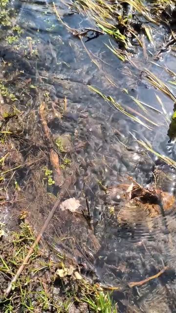 Прозрачная вода ручья