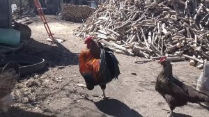 Наша заготовка дров 25.04.2026