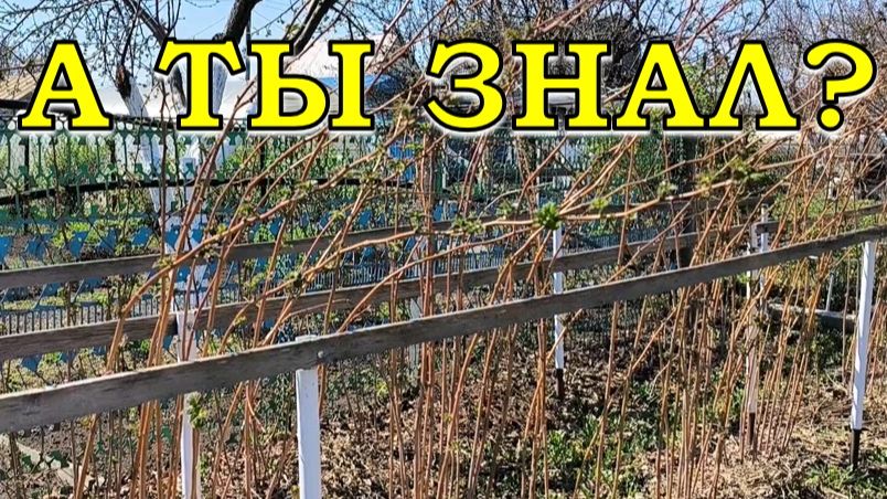 МАЛИНА: первые действия ВЕСНОЙ!