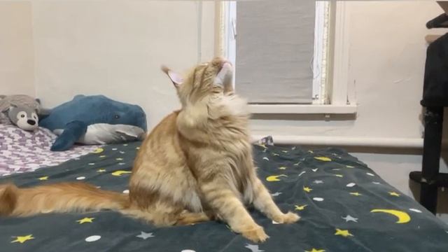 Фоукс Чаритон Кун