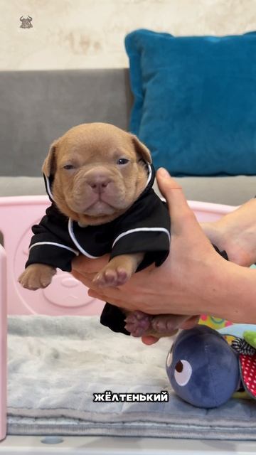 Этот щенок настоящее золото. И дело далеко не в окрасе 🥇