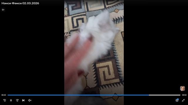 Котята питомника кошек  ФЭНСИ