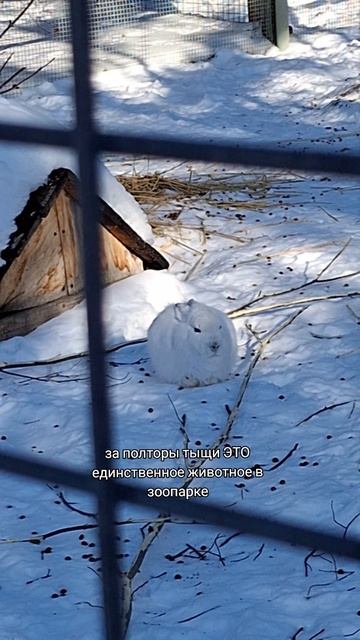 Заяц в якутском зоопарке