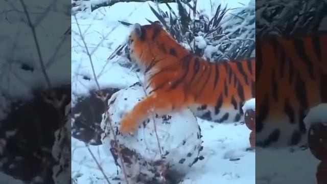 video_16217251777074.mp4