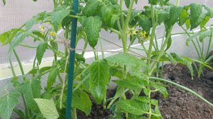 Томаты в апреле, в теплице.