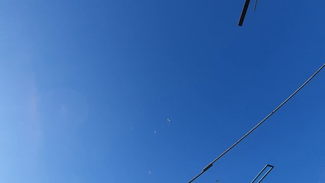 25.04.26 г. Андижанская порода голубей (1)