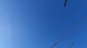 25.04.26 г. Андижанская порода голубей (1)