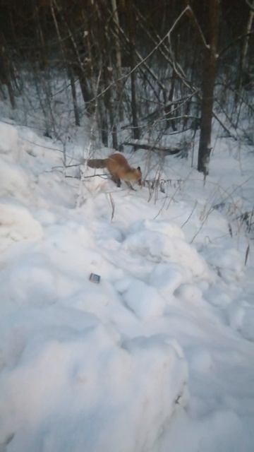 VID_20240104_163007.mp4