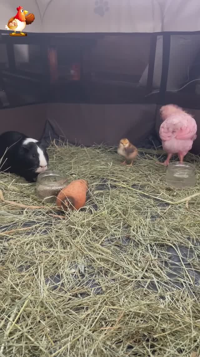Морская свинка в гостях у трех цыплят (4)