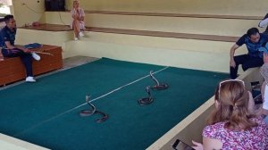 Змеиное шоу - Пхукет