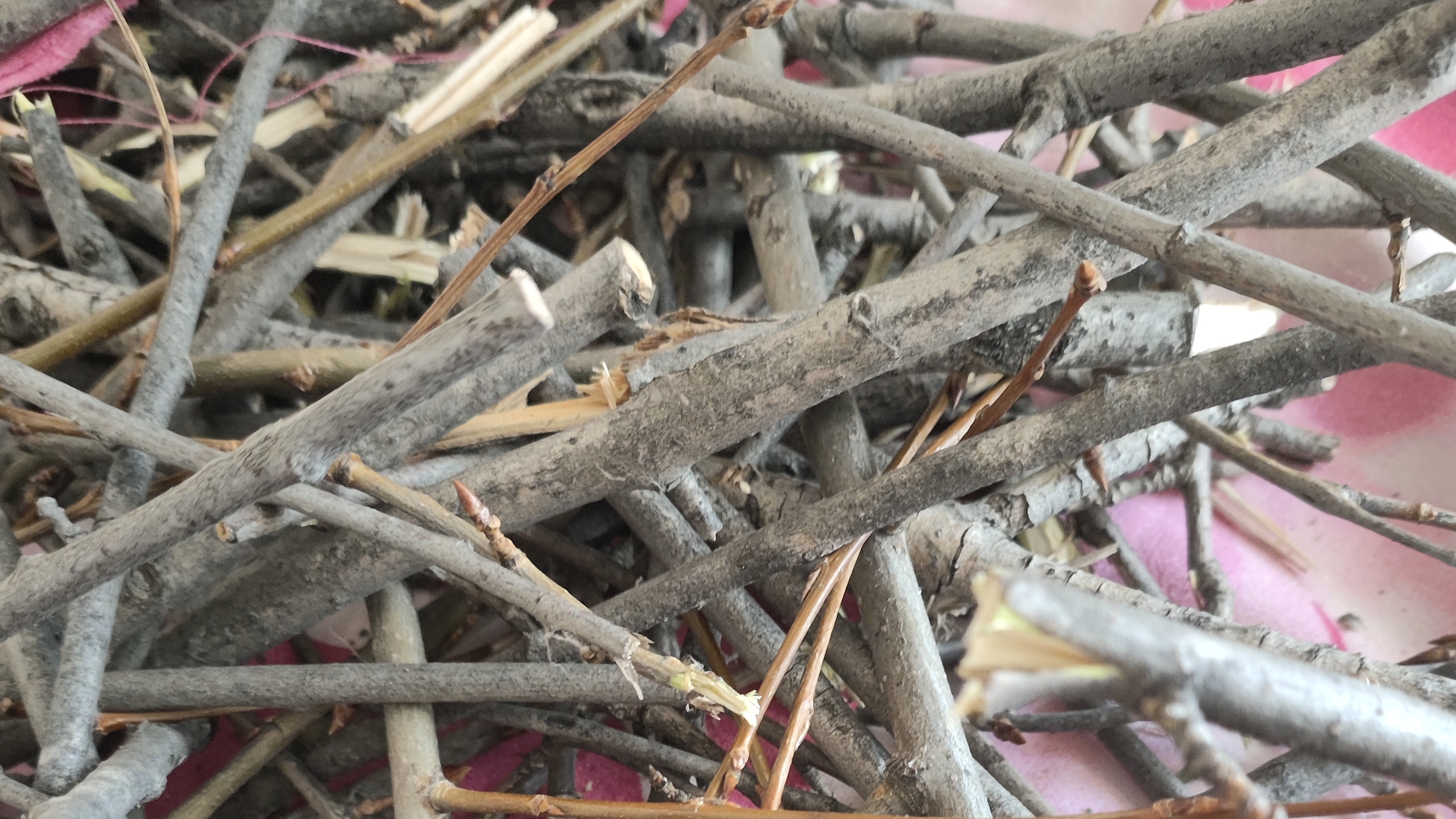 Осинка. Что делаем с веточками