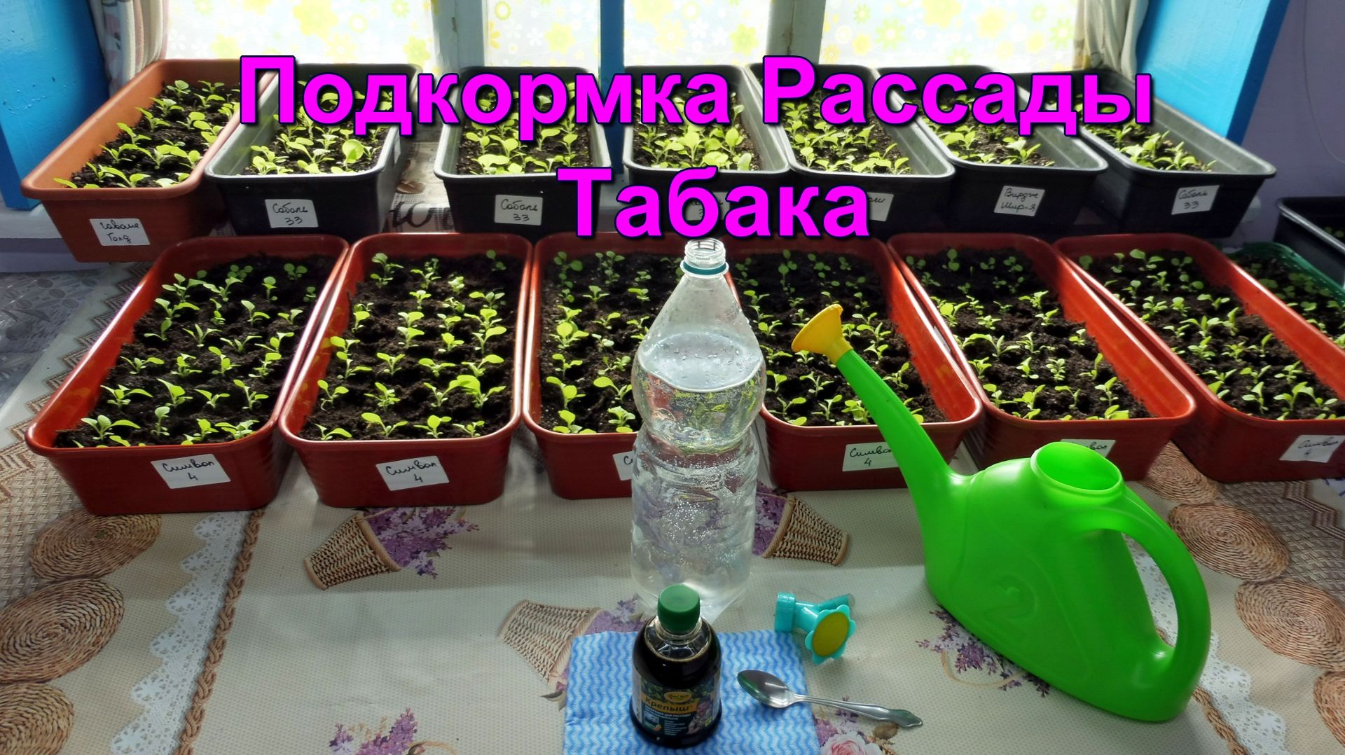 Крепыш - Прикормка пикированной рассады Табака.