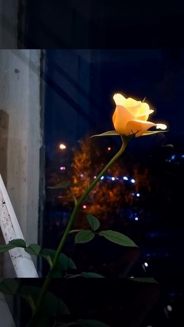 Дыхание ночи: рождение розы