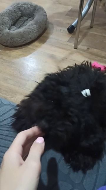 Смешная собачка Айза. Любит играть. 🐩