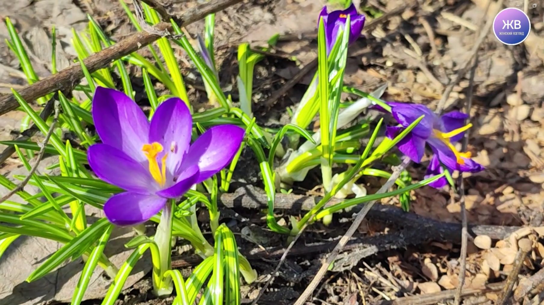 Апрель. Красота - в деталях