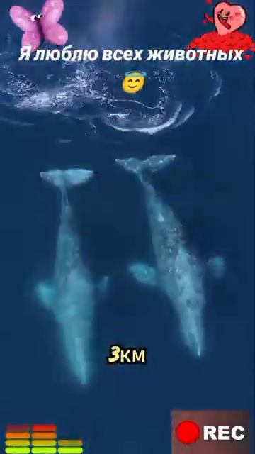 Животные-приколы и не только😉😅