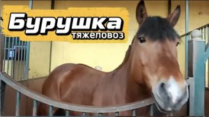 КСК Новополье: знакомьтесь — тяжеловоз Бурушка! Как гладить, денник, автопоилка и контакт с лошадью