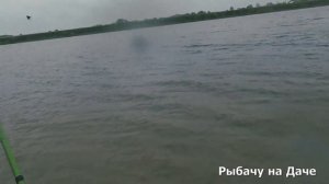 Рыбачим на Леща. Река одарила рыбным наплывом. Поймал несколько Лещей
