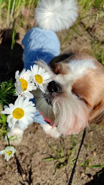 😊Милашка обаяшка 😘🐶🌞