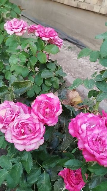 Чайно гибридная роза Дип Парпл.