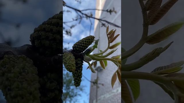 Питерский апрель.