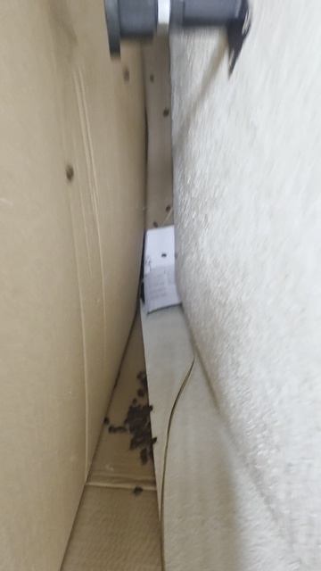 Море клопов в Сочи