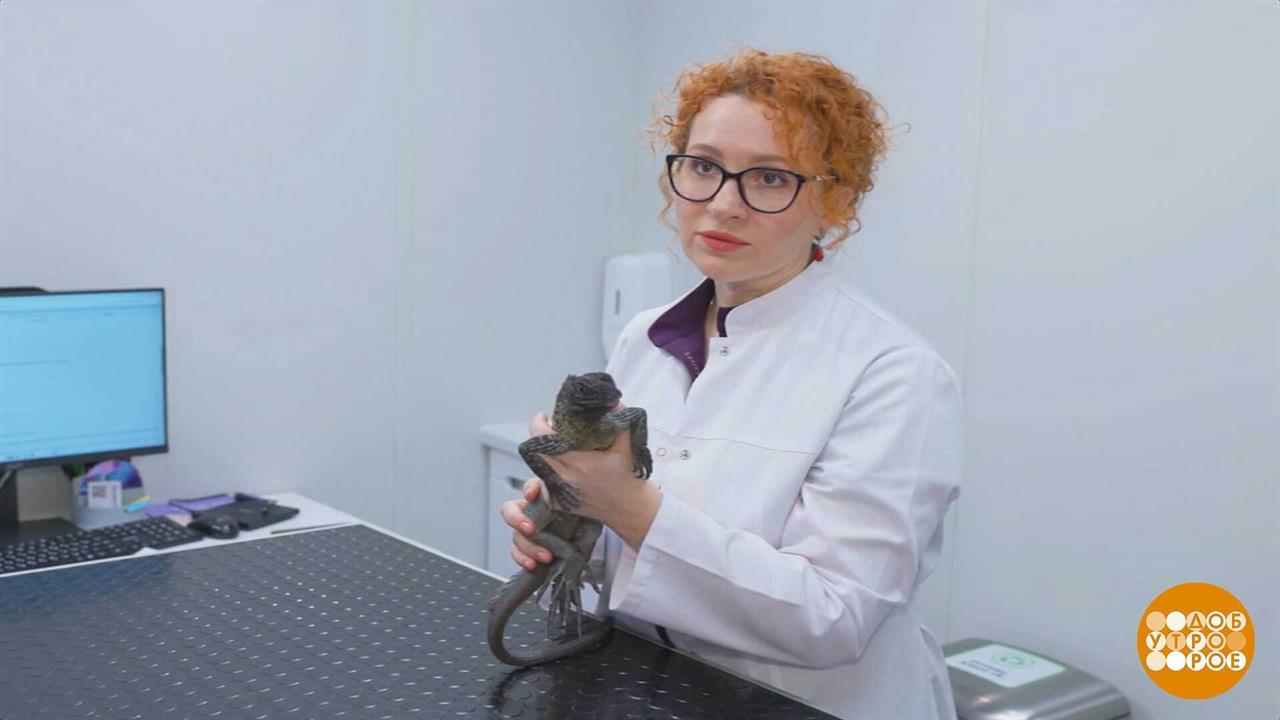 Всех излечит, исцелит добрый врач-ветеринар. Доброе утро. Суббота. Фрагмент выпуска от 25.04.2026