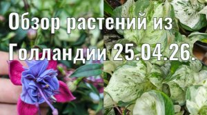Распаковка растений из Голландии.