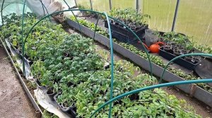 рассада в теплице на 25.04.2026