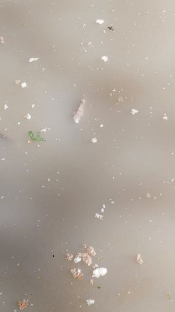 Утреннее кормление рыб