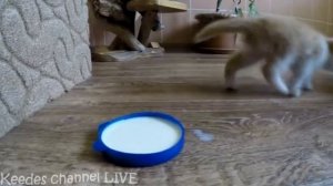 перезалив видео с  youtube старое видео